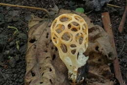 Image of Clathrus chrysomycelinus Möller 1895