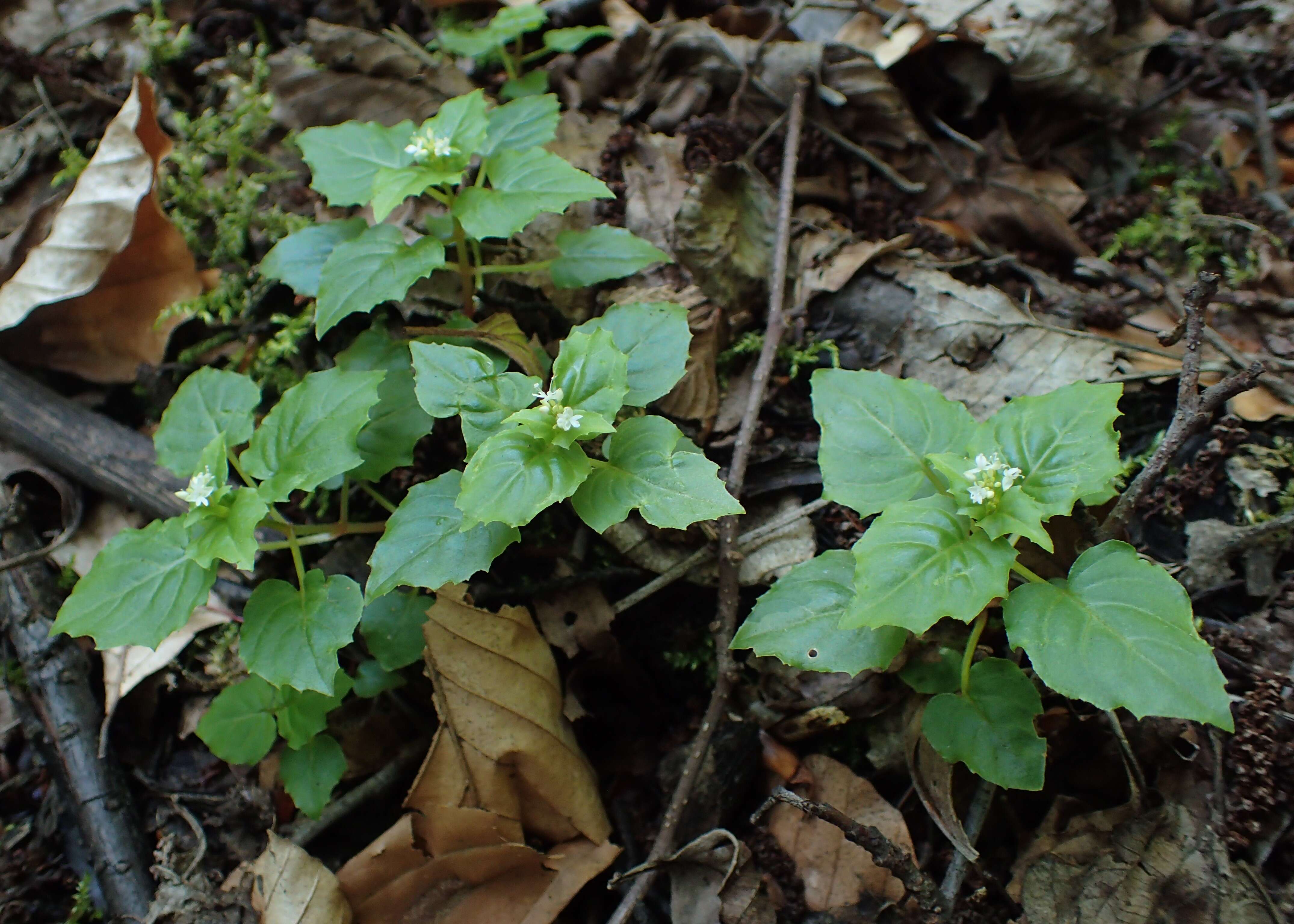 Image of Alpine enchanter’s-nightshade