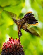 Image of Hook-billed hermit (hummingbird)