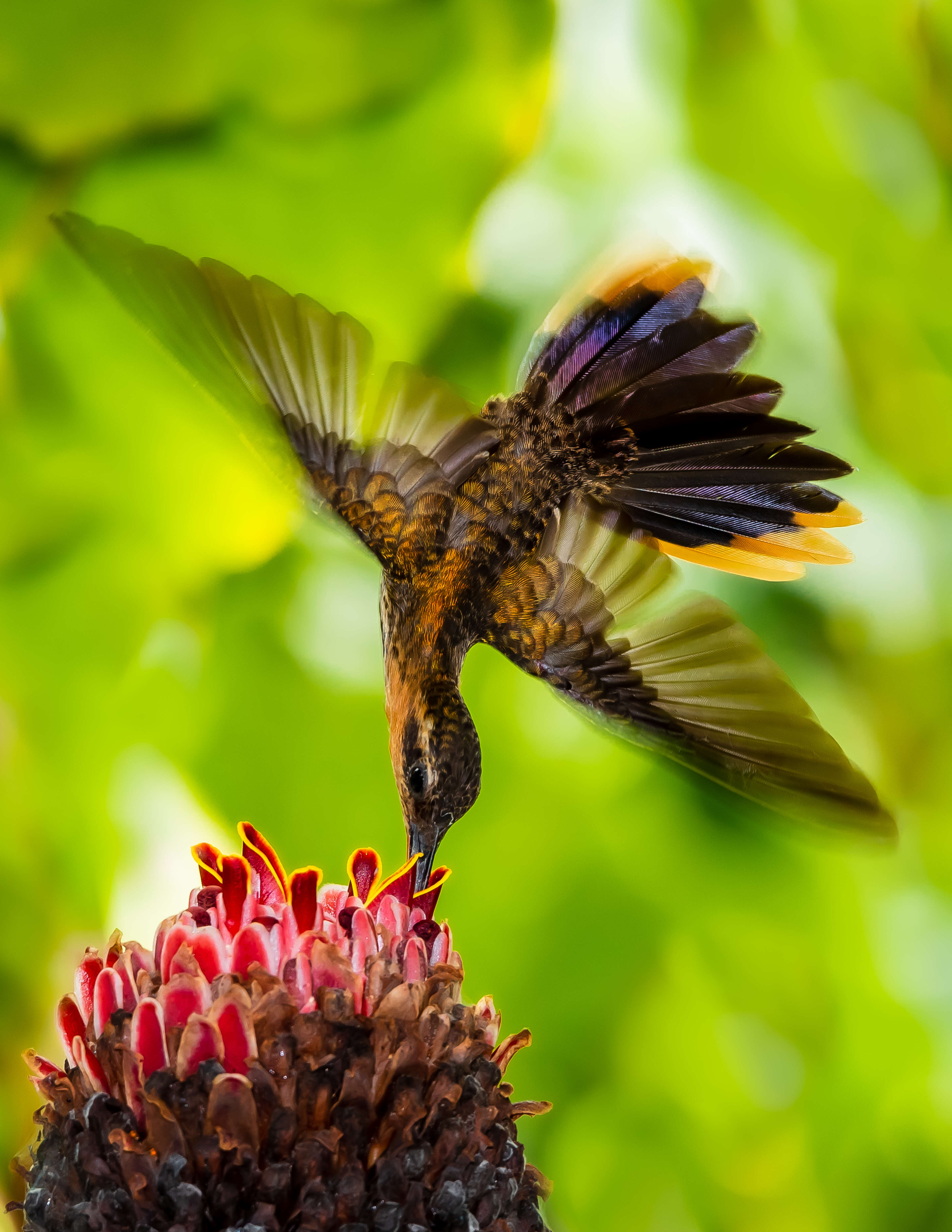 Image of Hook-billed hermit (hummingbird)