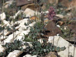 Image of alpine meadow-rue