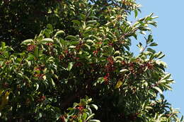 Image of Ilex pedunculosa Miq.