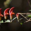 Image of Bossiaea carinalis Benth.