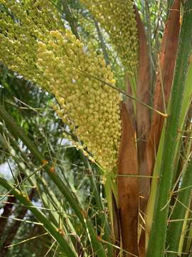 Image of pygmy date palm