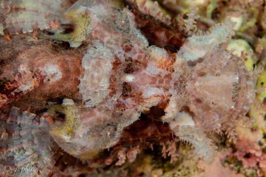 Image of Smallscale scorpionfish