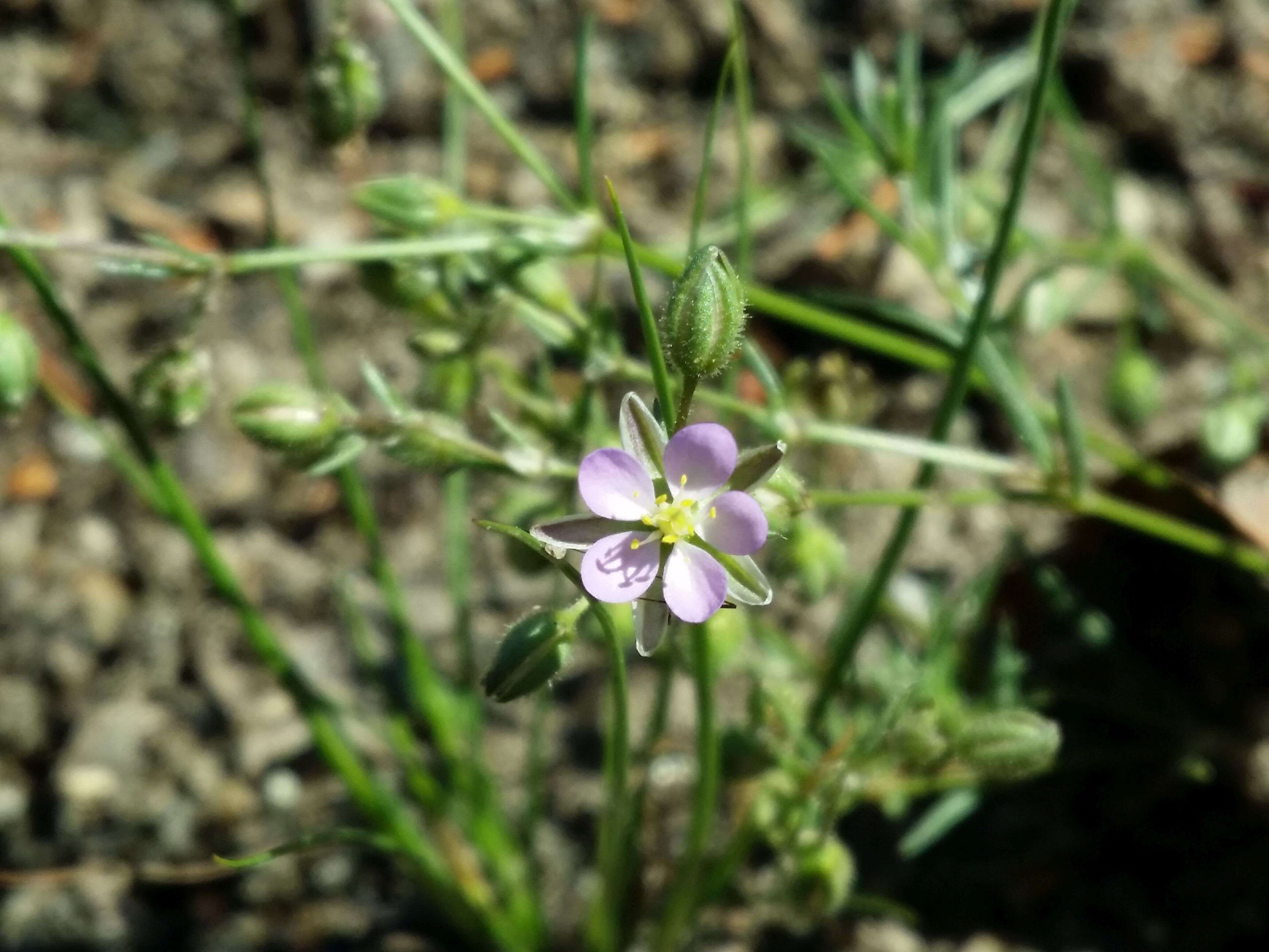 Image of red sandspurry