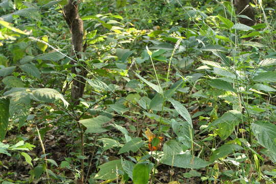 Image of Chaff-flower