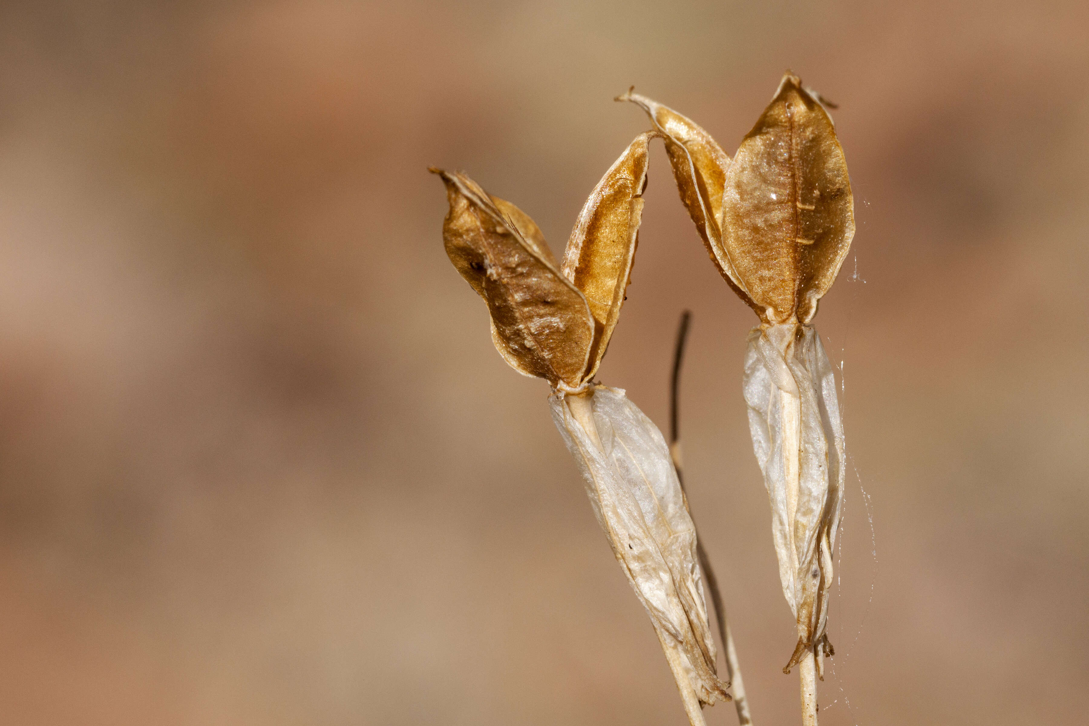 صورة Dichelostemma capitatum (Benth.) Alph. Wood