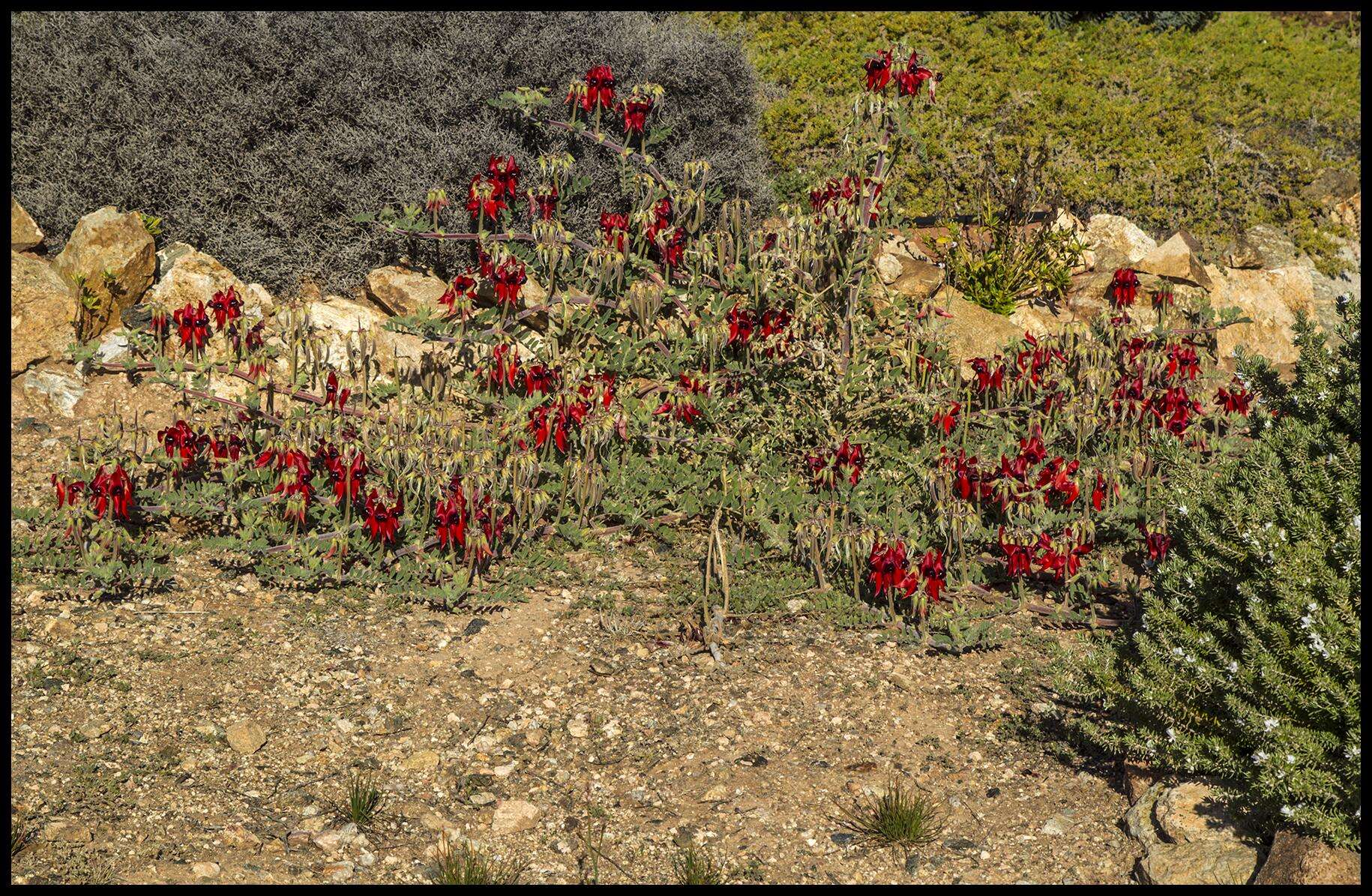 Plancia ëd Swainsona formosa (G. Don) J. Thompson