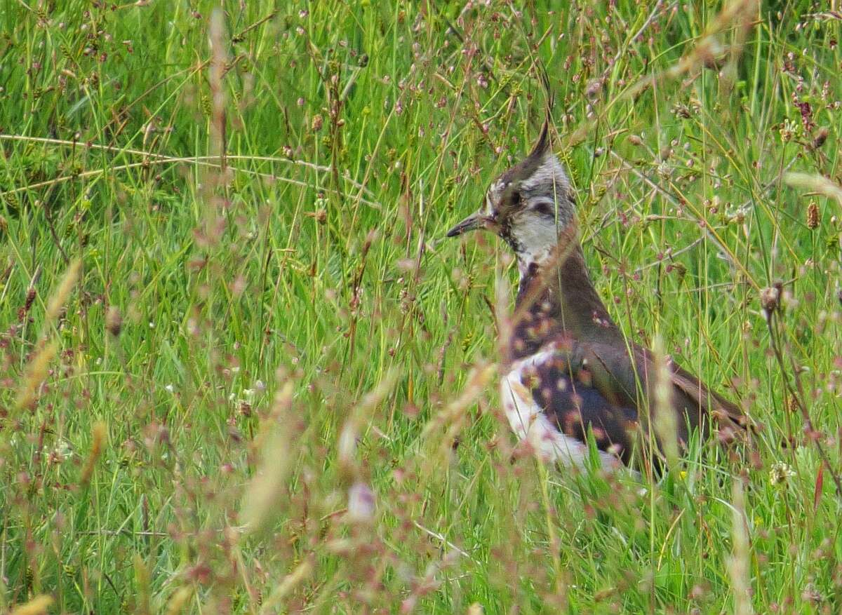 Image of Lapwing