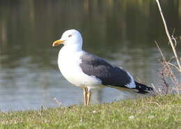 Image of Lesser Black-backed Gull