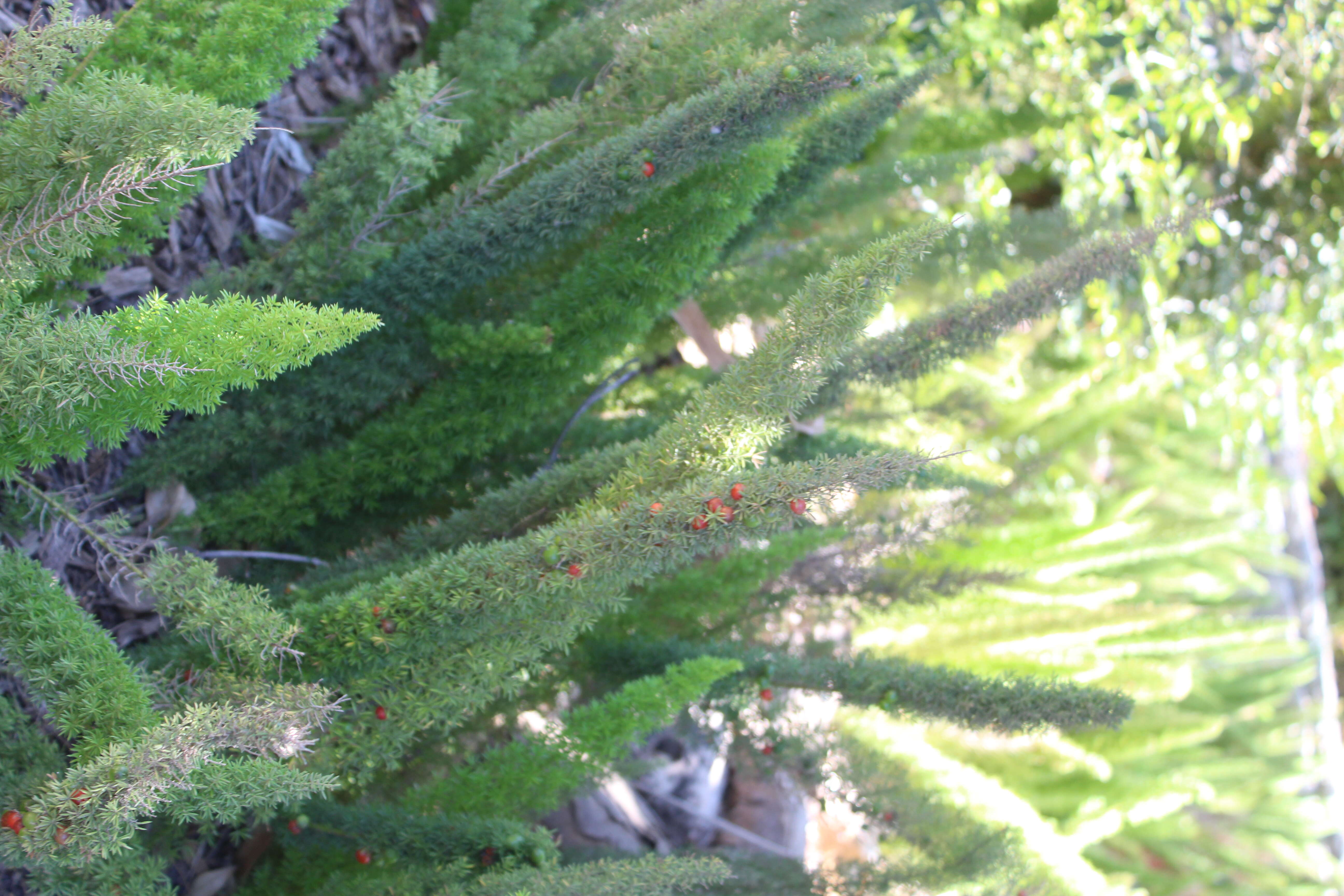 Image of Cwebe asparagus fern