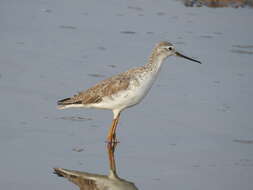 Image of Marsh Sandpiper