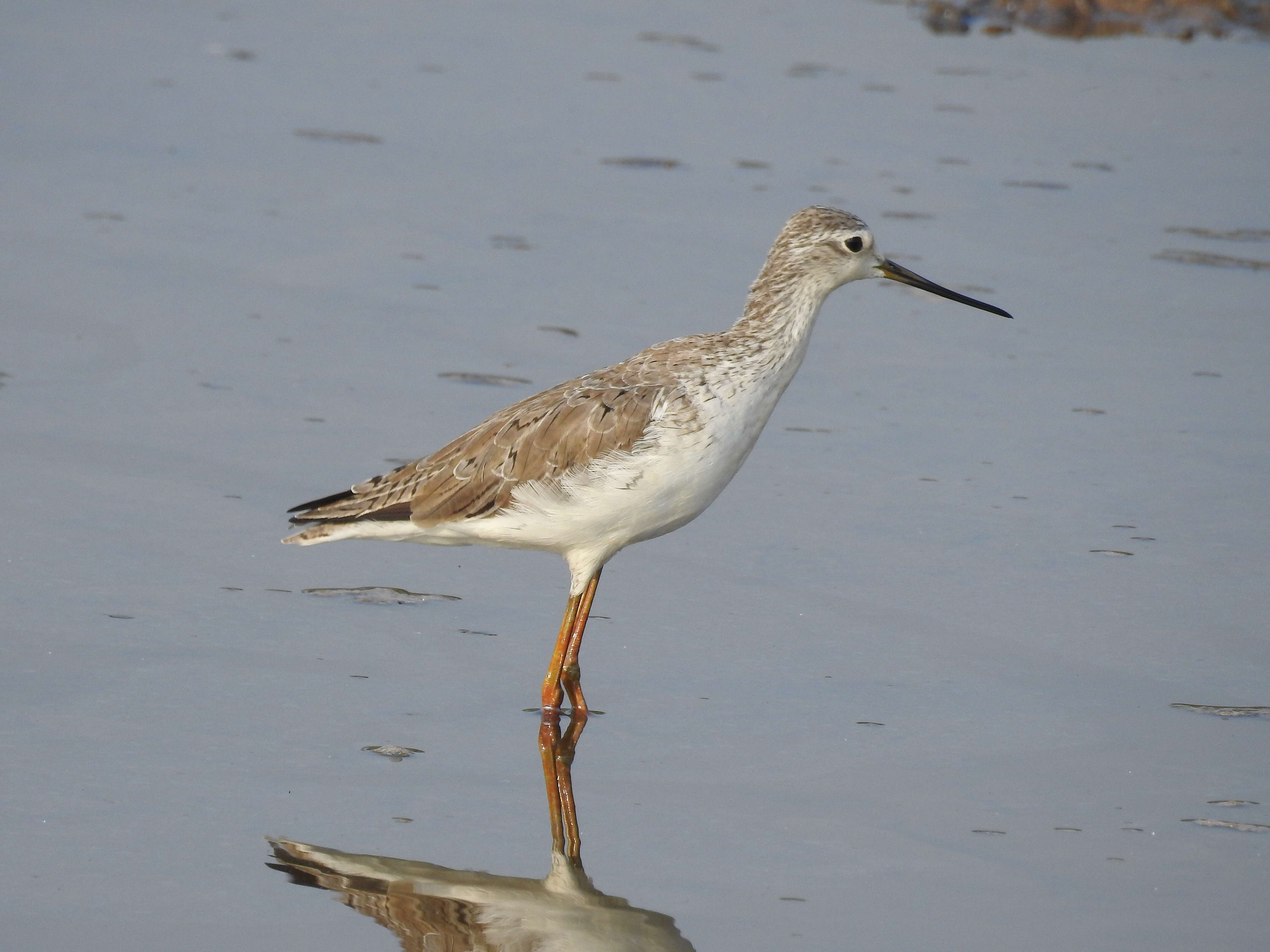 Image of Marsh Sandpiper