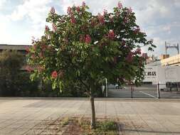 Image of red horse-chestnut