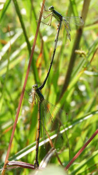 Image of Lestes temporalis Selys 1883