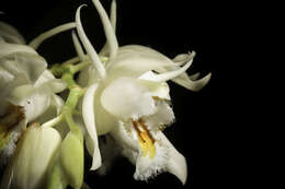 Coelogyne calcicola Kerr resmi