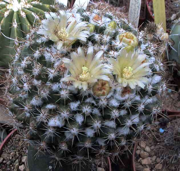 Image of Mammillaria standleyi (Britton & Rose) Orcutt