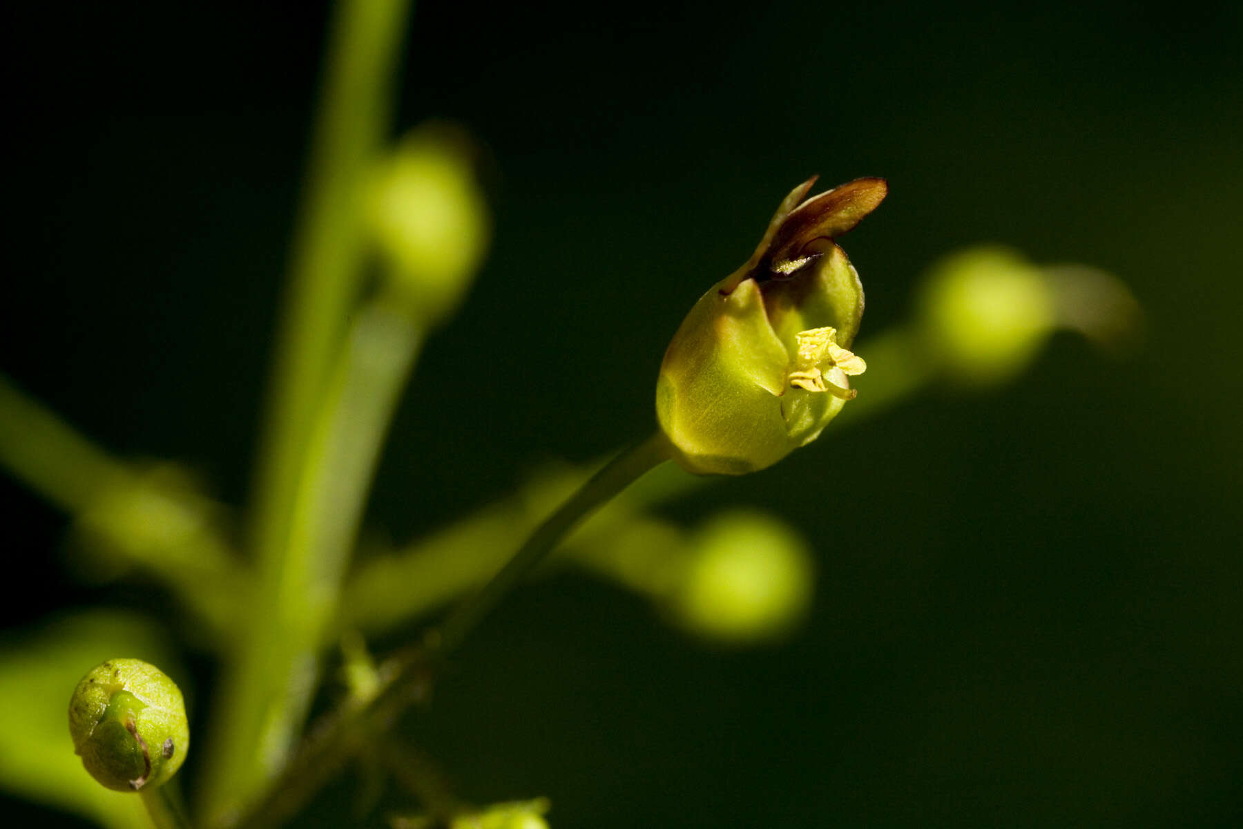 Image de Scrophularia marilandica L.