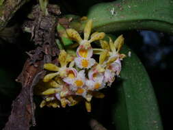 Imagem de Gastrochilus obliquus (Lindl.) Kuntze