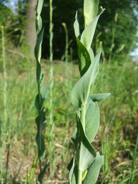 Слика од Turritis glabra