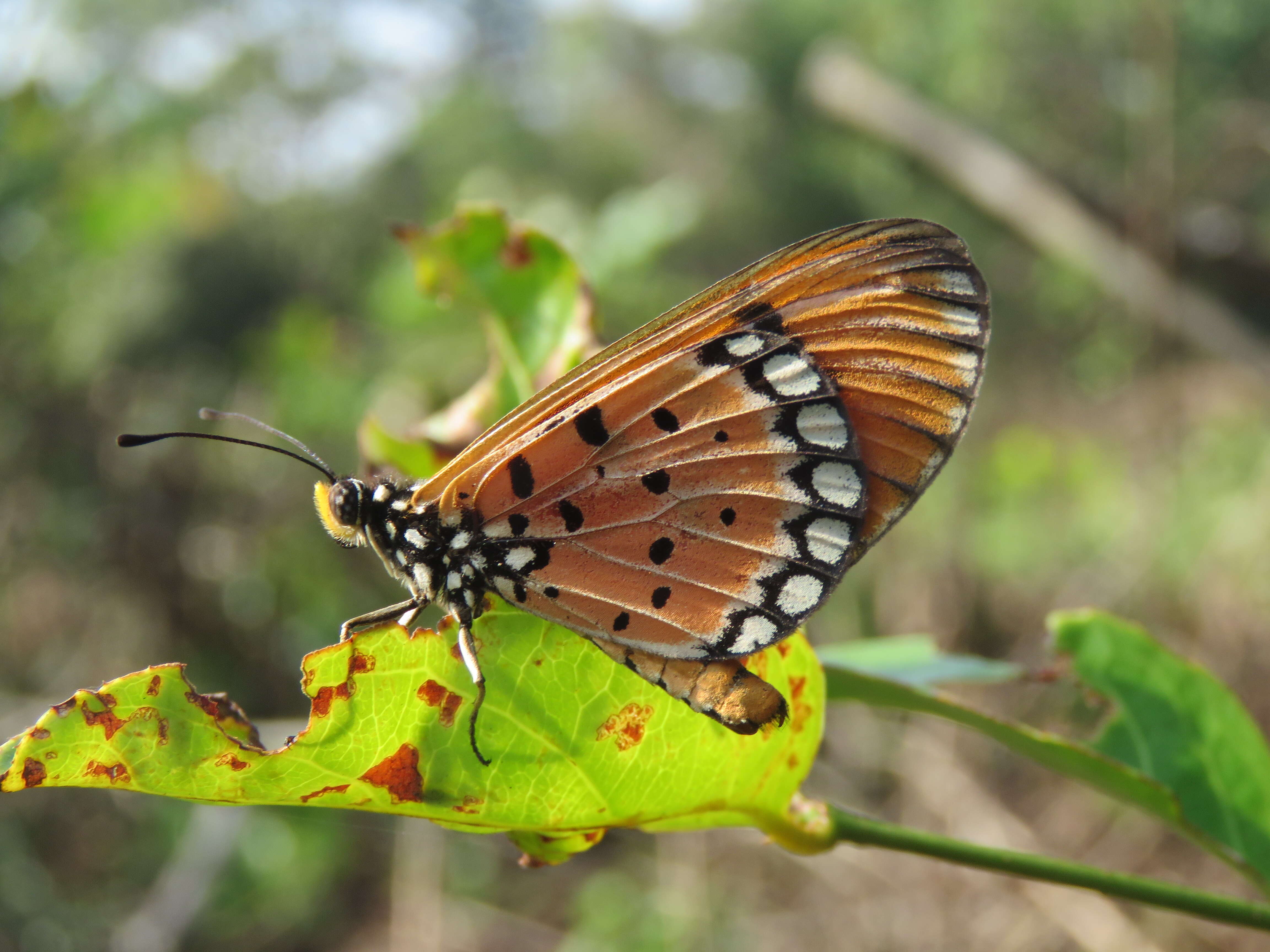 Image of Acraea terpsicore