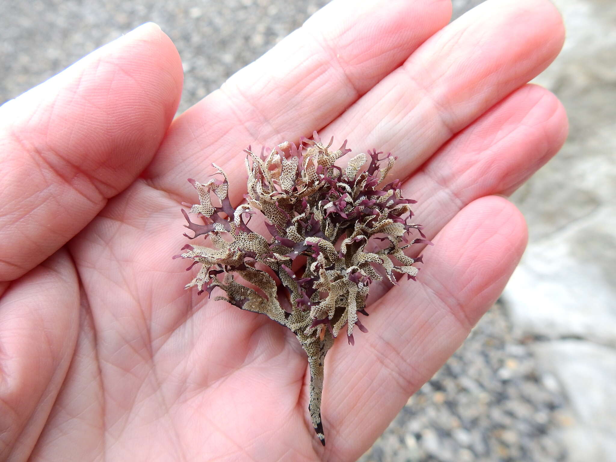 Image of Hairy bryozoan