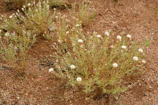 Image of tanseyleaf tansyaster