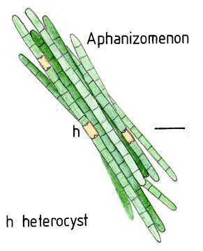 Image of Aphanizomenon A. Morren ex Bornet & Flahault 1888