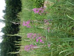 Image of Narrow-Leaf Fireweed