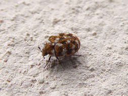 Image of Sacramento Anthicid Beetle