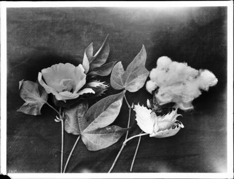 Image of Sea Island Cotton