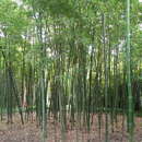 Слика од Phyllostachys kwangsiensis W. Y. Hsiung, Q. H. Dai & J. K. Liu