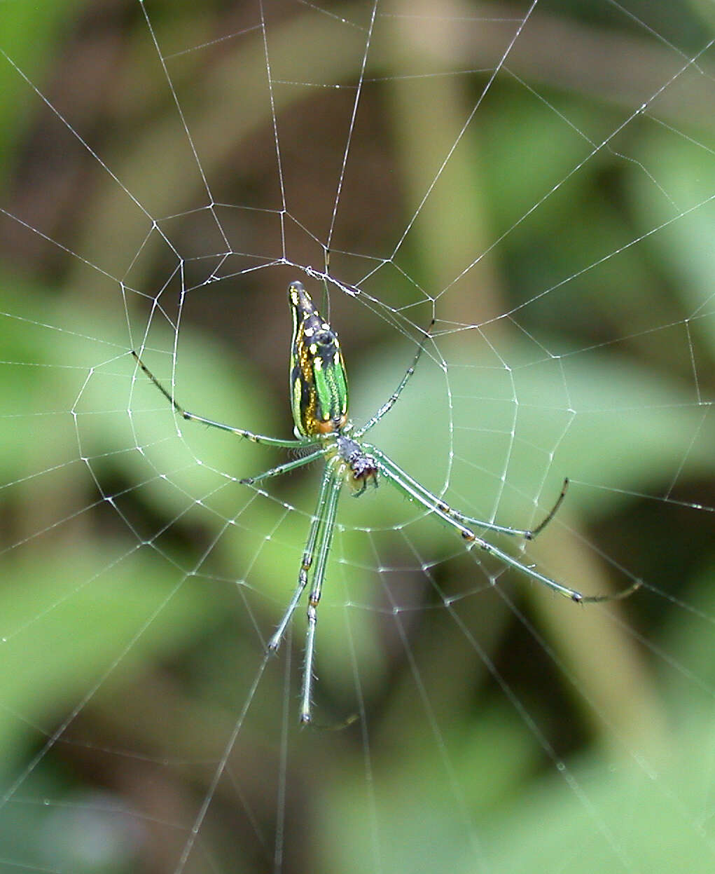 Image of Leucauge decorata (Blackwall 1864)