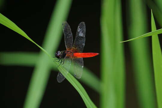 Image of Aethriamanta brevipennis (Rambur 1842)