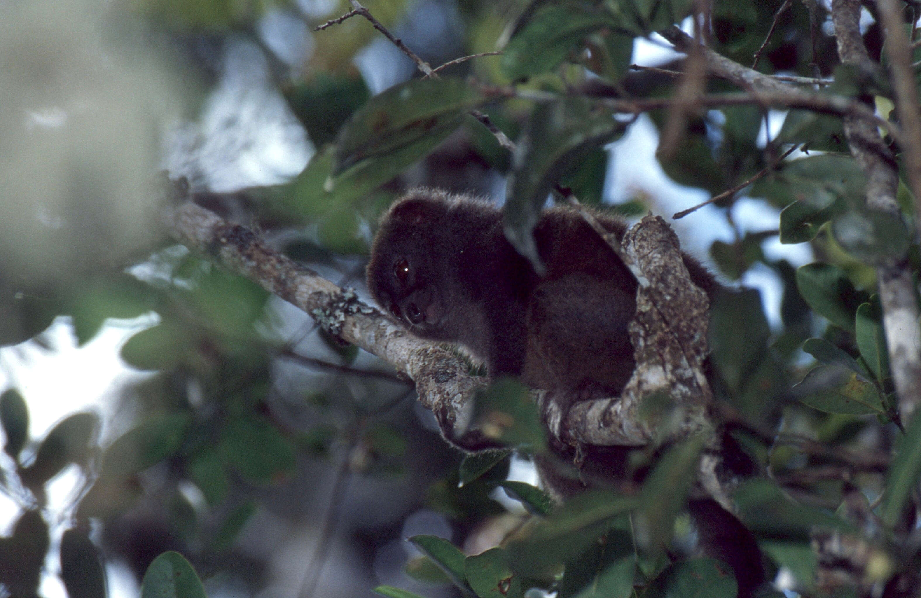 Image of Bamboo Lemur