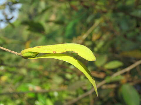 Image of Hopea parviflora Bedd.