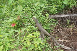 Image of Bengal Monitor Lizard