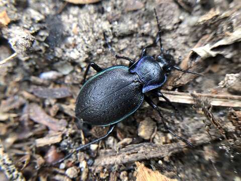 Image of <i>Carabus lusitanicus brevis</i>