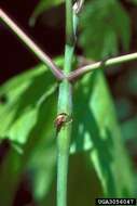 Image of Boxelder Twig Borer