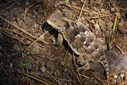 Image of Greater Short-horned Lizard