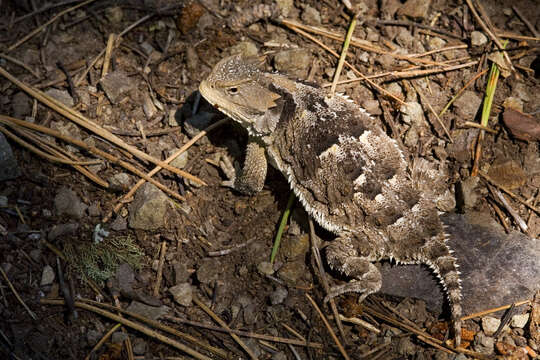 Image of Greater Short-horned Lizard