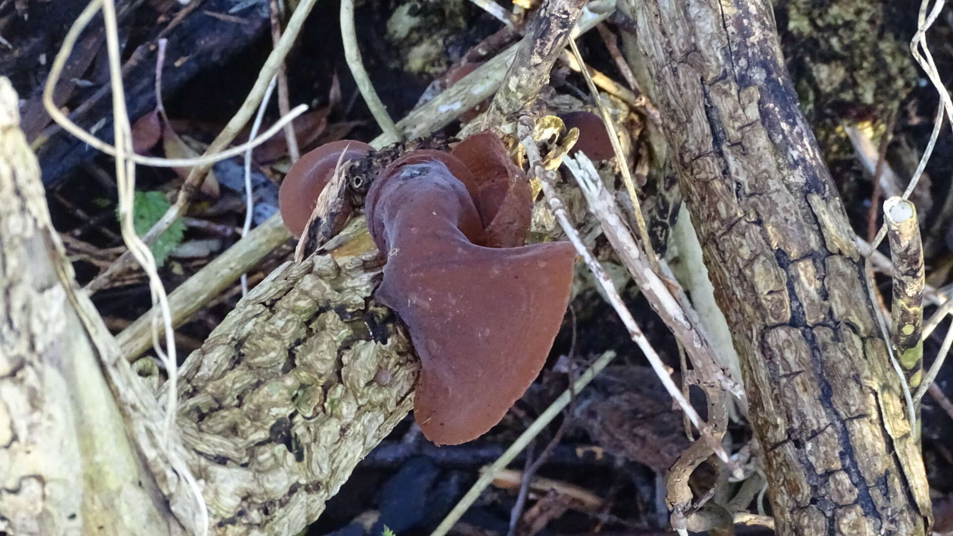 Image of ear fungus