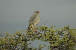 Image of Pale Chanting Goshawk