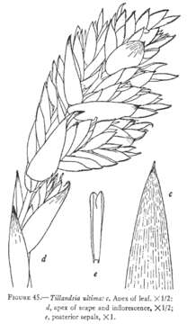 Image of Tillandsia ultima L. B. Sm.