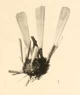 Imagem de Notocidaris Mortensen 1909