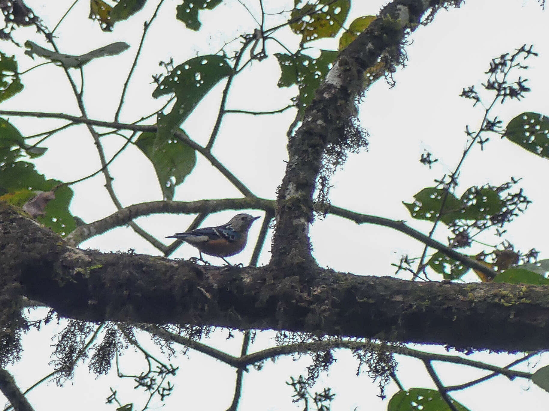 Image of Beautiful Nuthatch