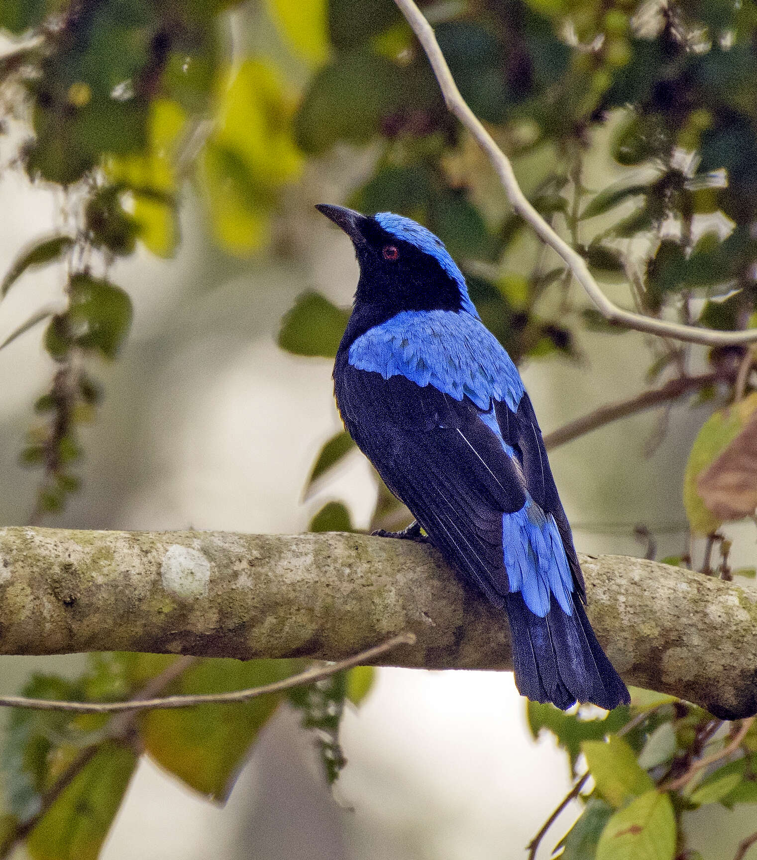 Image of fairy-bluebirds