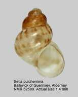 Image of Setia pulcherrima (Jeffreys 1848)