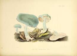 Image of verdigris agaric